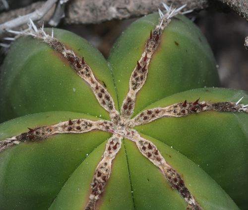 Mexican Fence Post Cactus