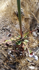 Eriogonum nudum auriculatum