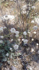 Eriogonum nudum auriculatum