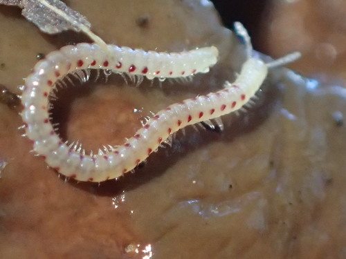 Spotted Snake Millipede, photo 5 of 10