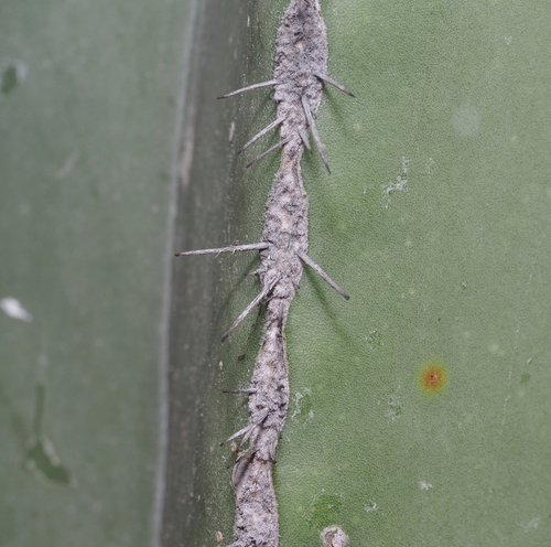 Mexican Fence Post Cactus