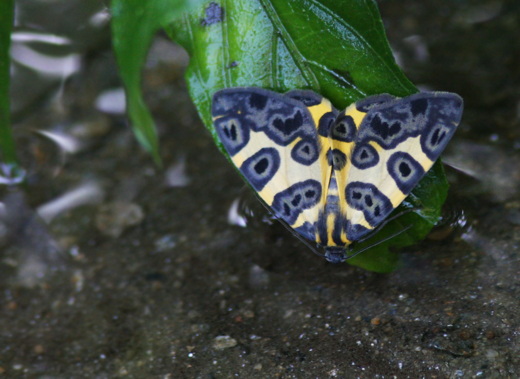 Blotched Leopard Moth from Barrio Mata Seca, El Limon 2105, Aragua ...
