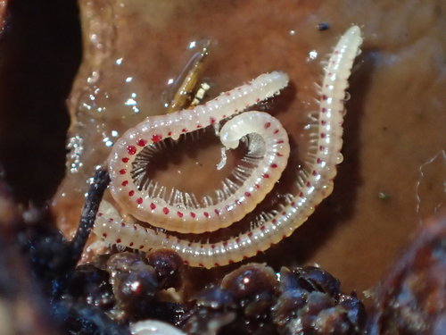 Spotted Snake Millipede, photo 7 of 10