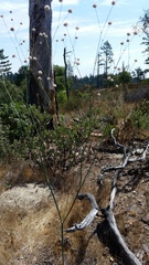 Eriogonum nudum auriculatum