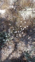 Eriogonum nudum auriculatum