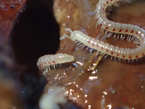 Spotted Snake Millipede, photo 8 of 10