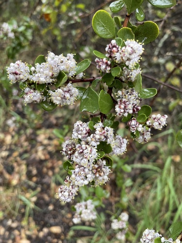 iNaturalist observation photo of Ceanothus