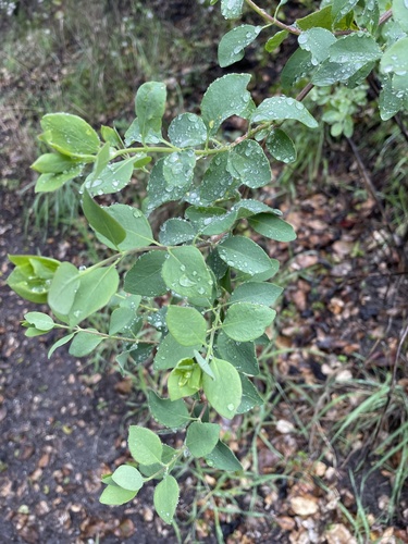 iNaturalist observation photo of Common Snowberry