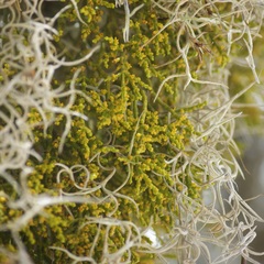 Phoradendron minutifolium