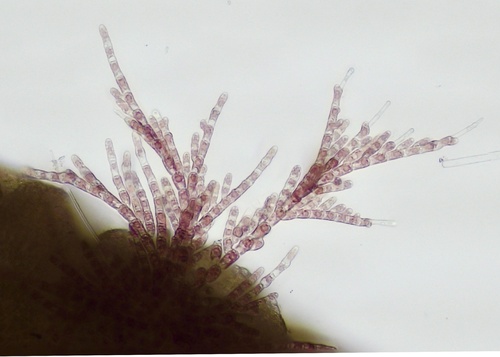Representative image of Acrochaetiaceae