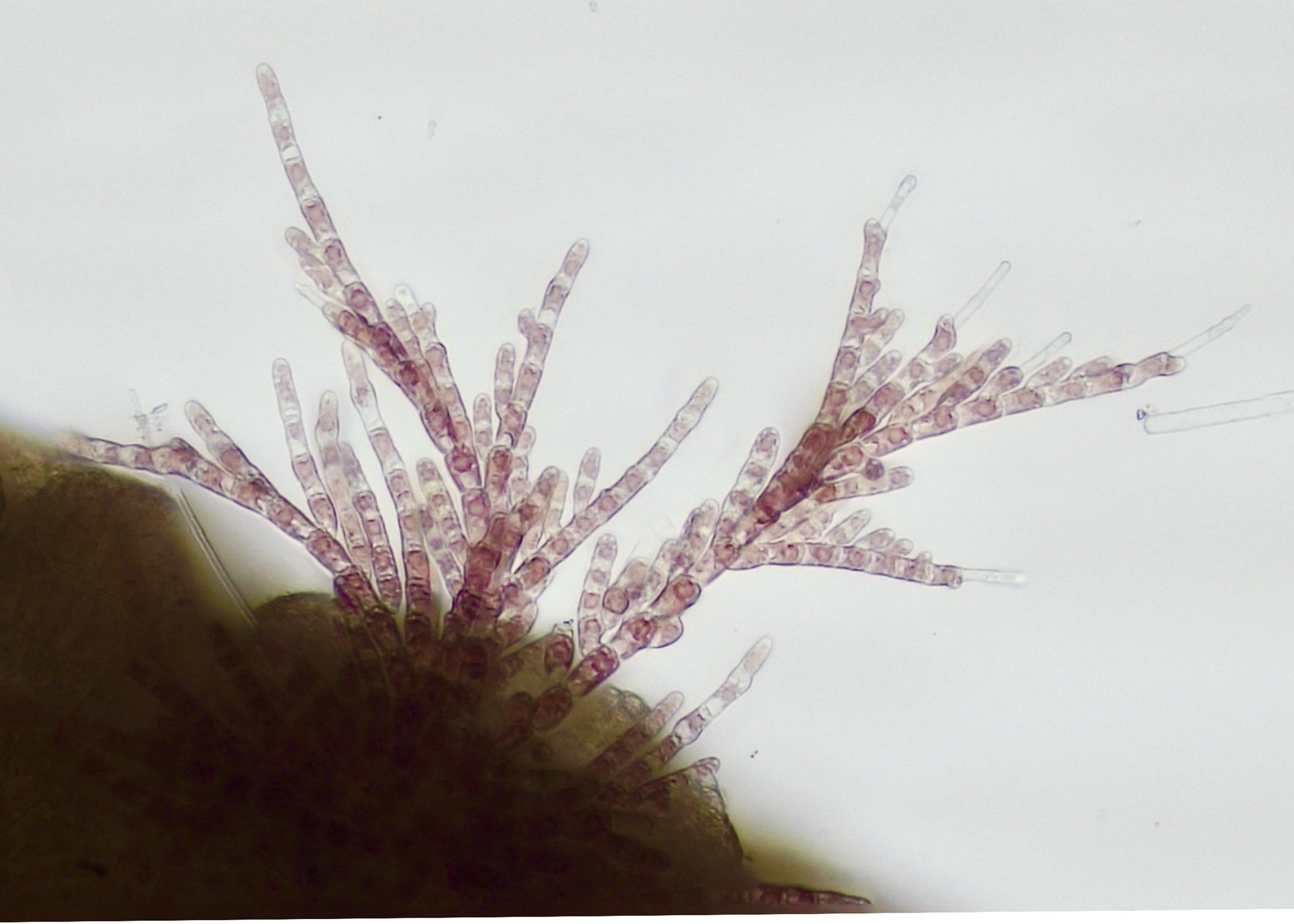Acrochaetiaceae