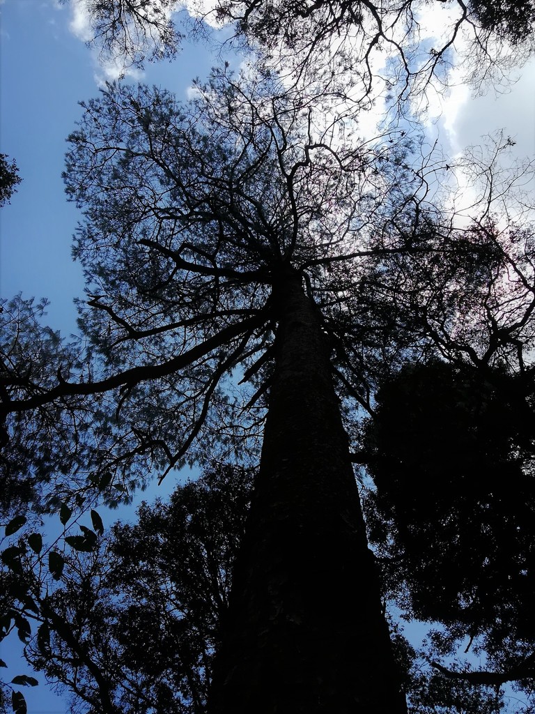 Jelecote pine from Mineral del Chico, Hgo., México on October 6, 2018 ...