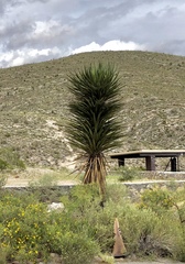 Yucca faxoniana