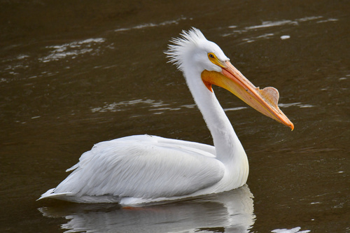 American White Pelican photographed in Iowa