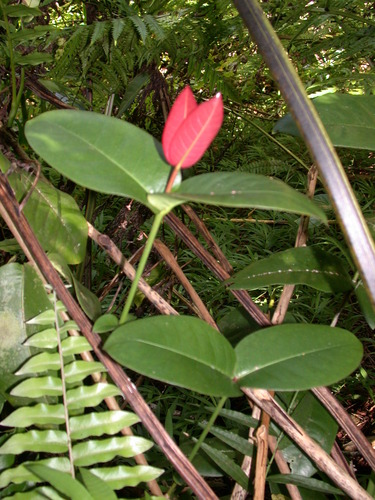 Ixora uapouensis observed 2003-07-22