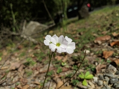 Oxalis violacea