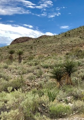 Yucca faxoniana