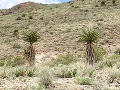 Yucca faxoniana