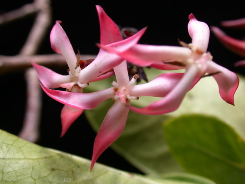 Ixora uapouensis observed 2003-11-25