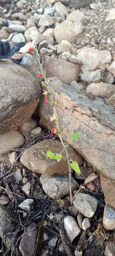 Image of Salvia exserta by no rights reserved