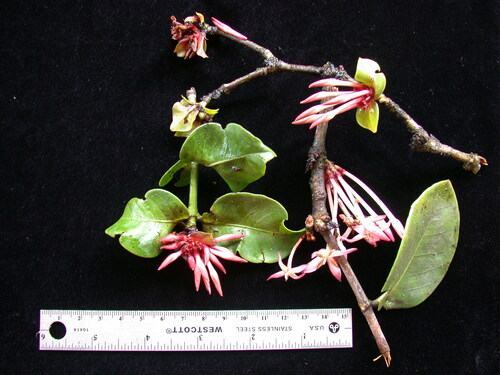 Ixora uapouensis observed 2004-07-05