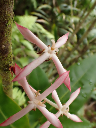 Ixora uapouensis observed 2017-11-03