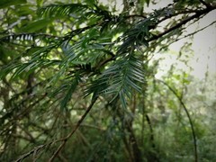 Taxus globosa