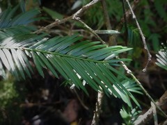 Taxus globosa