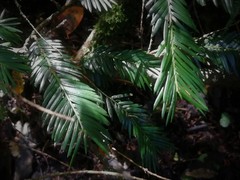Taxus globosa