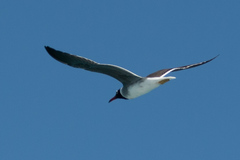 Ichthyaetus leucophthalmus