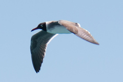 Ichthyaetus leucophthalmus