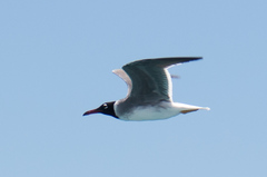 Ichthyaetus leucophthalmus