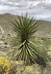 Yucca faxoniana