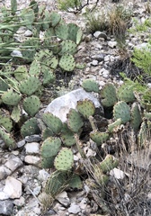Opuntia macrocentra