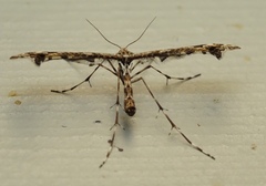 Amblyptilia pica