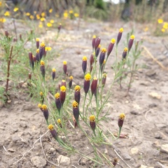 Tagetes coronopifolia