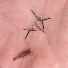 Tagetes coronopifolia