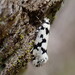 Lichenaula calligrapha - Photo (c) Bunyip, some rights reserved (CC BY-NC), uploaded by Bunyip