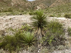 Yucca faxoniana