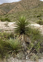 Yucca faxoniana