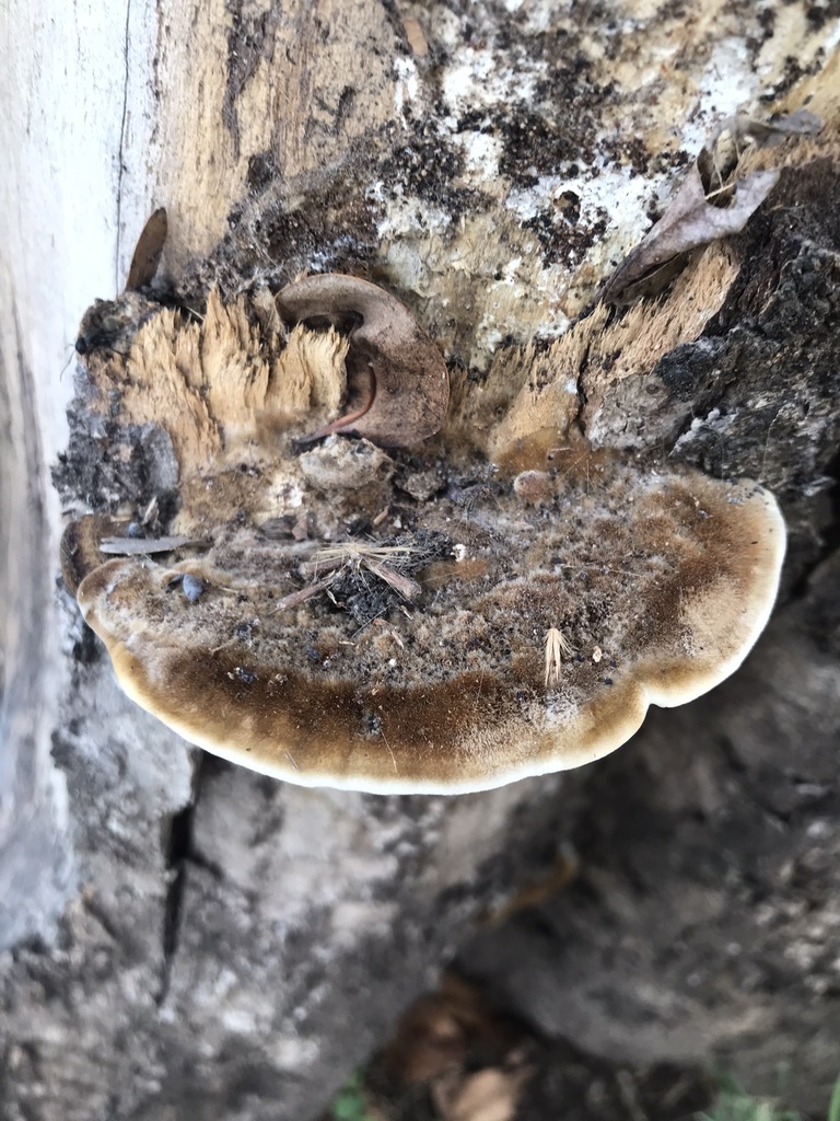 Coriolopsis gallica · March 2023 · photo: © tutitah (iNaturalist, cc0)