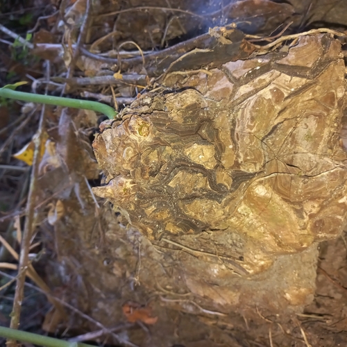 Image of Dioscorea mexicana by (c) David Umanzor, some rights reserved (CC BY)