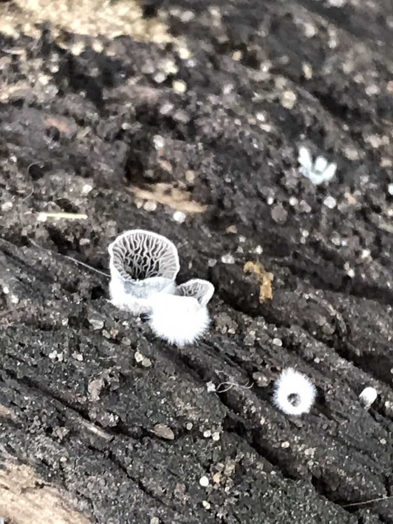Resupinatus applicatus · March 2023 · photo: © tutitah (iNaturalist, cc0)