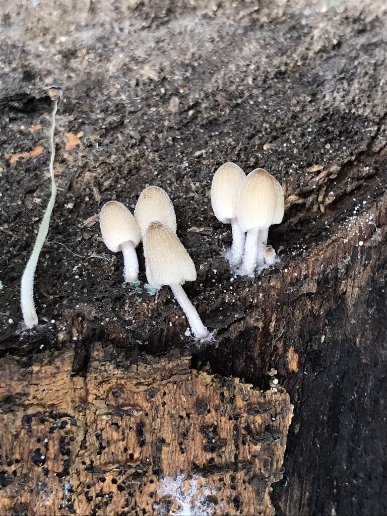 Coprinellus micaceus · March 2023 · photo: © tutitah (iNaturalist, cc0)
