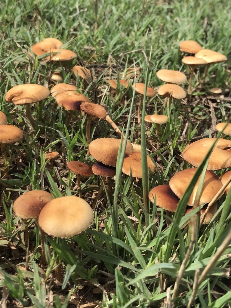 Agrocybe pediades · March 2023 · photo: © tutitah (iNaturalist, cc0)