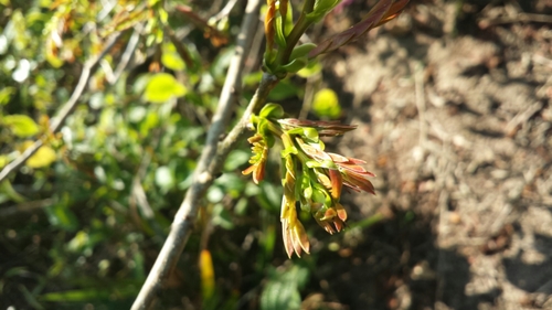 Dalbergia chapelieri image