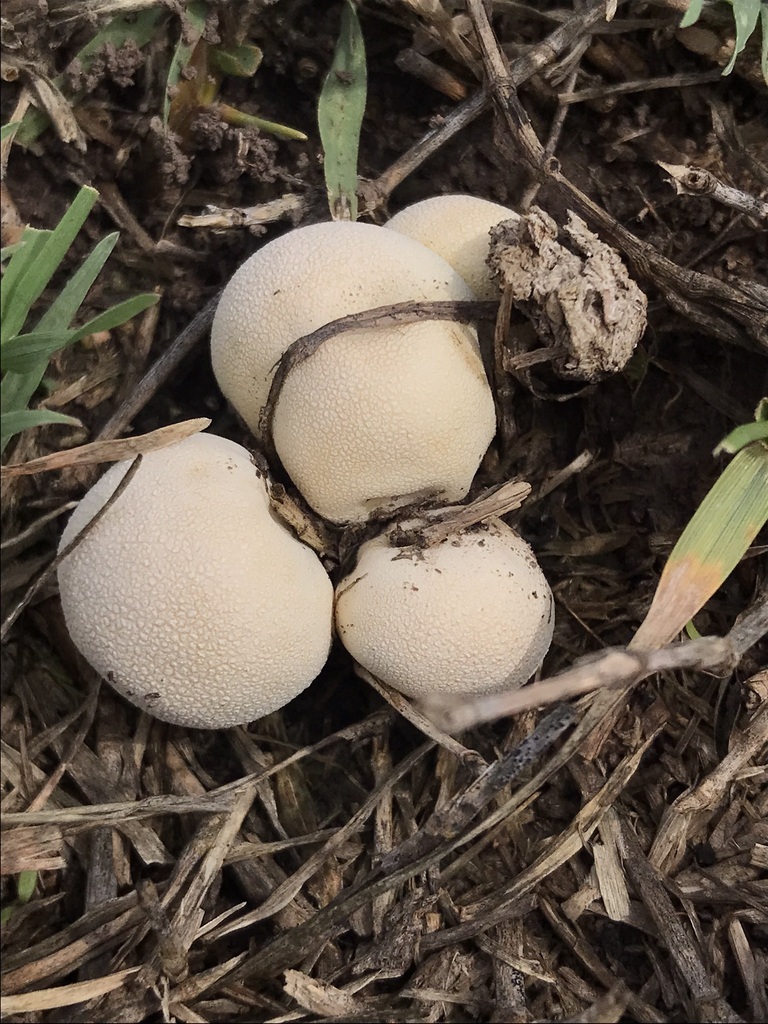 Lycoperdon pratense