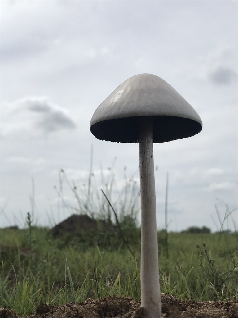 Panaeolus antillarum · March 2023 · photo: © tutitah (iNaturalist, cc0)