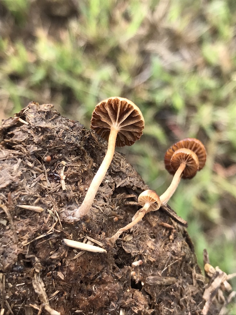 Deconica coprophila · March 2023 · photo: © tutitah (iNaturalist, cc0)