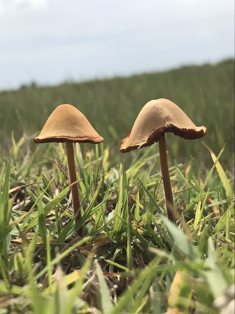 Conocybe tenera · March 2023 · photo: © tutitah (iNaturalist, cc0)